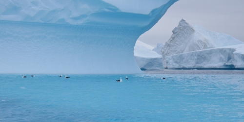 Booth zodiac iceberg arch birds2 (1024x515)