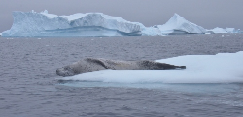 Booth zodiac leopard seal (1024x495)