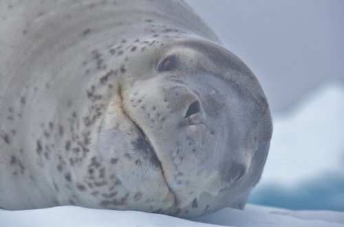 Booth zodiac leopard seal head (1024x678)