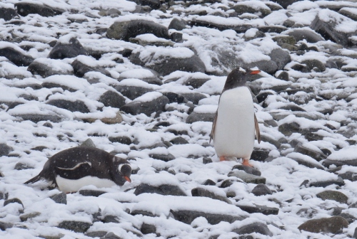 Jougla penguins in snow (1024x689)