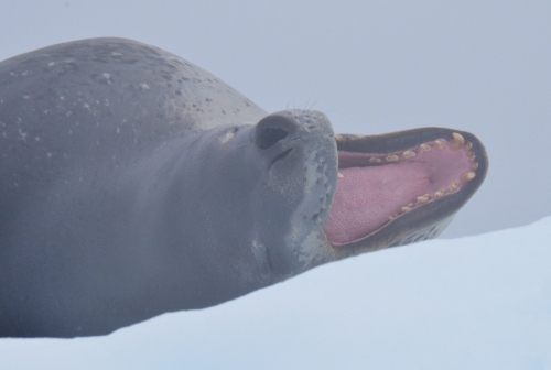 Leopard Seal open mouth (1024x690)