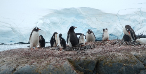 Port Lockroy penguins & glacier (1024x522)