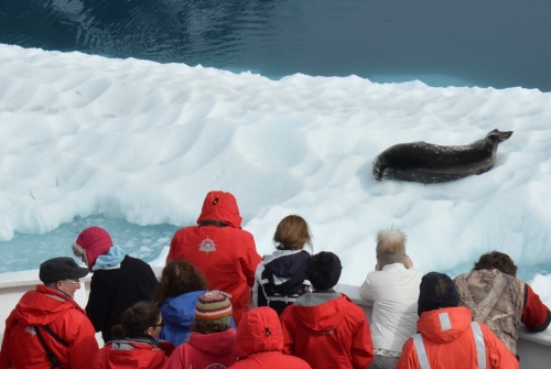 Post Neko leopard seal & people (1024x687)
