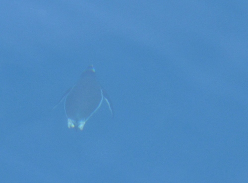 Post Neko penguin underwater (1024x756)