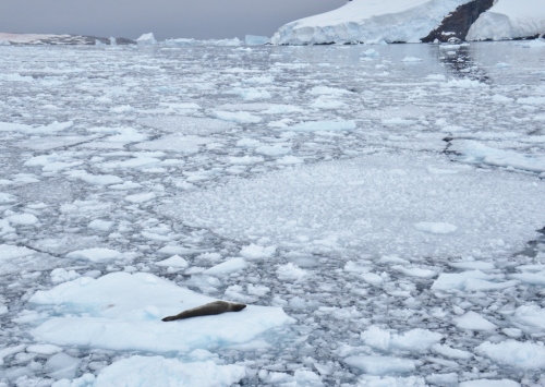 Yalour aft leopard seal (1024x729)
