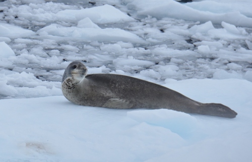 Yalour aft leopard seal2 (1024x663)