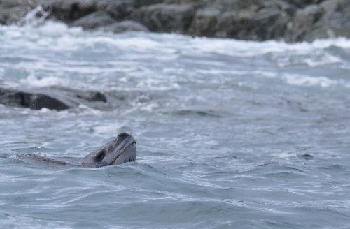 Yalour leopard seal head (1024x673)