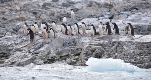 Yalour penguins lined up (1024x541)